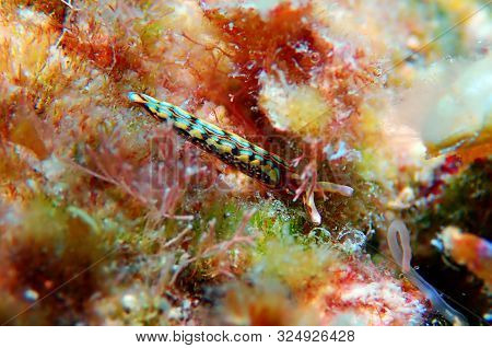 Thuridilla Hopei - Sacoglossan Sea Slug, Underwater Shoot In The Mediterranean Sea
