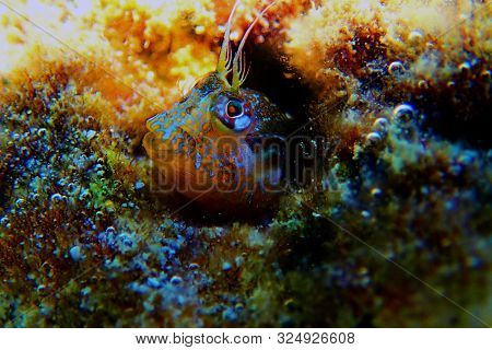 The Sphinx Blenny Fish - (aidablennius Sphynx)