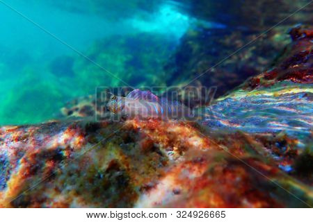The Sphinx Blenny Fish - (aidablennius Sphynx)