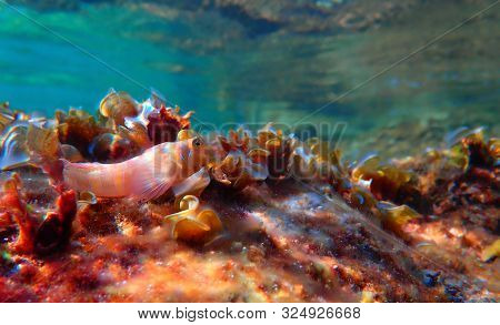The Sphinx Blenny Fish - (aidablennius Sphynx)