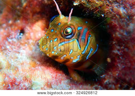 The Sphinx Blenny Fish - (aidablennius Sphynx)