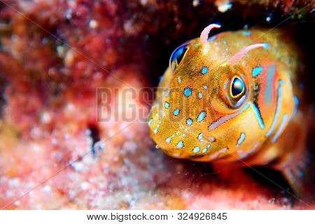 The Sphinx Blenny Fish - (aidablennius Sphynx)