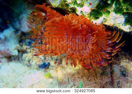The Spiral Tube Worm - Spirographis Spallanzani