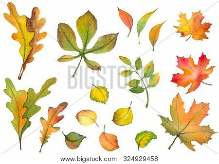 Autumn Set With Colorful Leaves, Maple, Oak And Chestnuts Leaves. Watercolor Illustration On White B
