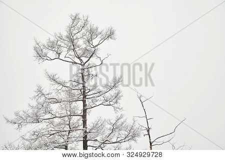 Scenic Winter Landscape Background. View Trees With Snow. Minimalism Tranquility Concept.