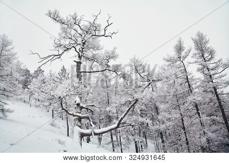 Scenic Winter Landscape Background. View Trees With Snow.