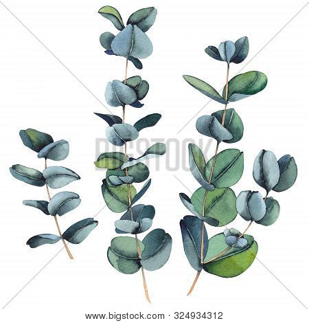Set Of Eucalyptus True Blue Leaves. Watercolor On White Background. Isolated Elements For Design.