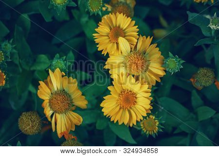 Beautiful Fairy Dreamy Magic Yellow Coreopsis Calliopsis Tickseed Flowers On Faded Blurry Green Back