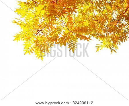Branches with  colorful autumn leaves  isolated on white background.  Japanese pagoda tree