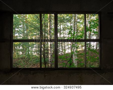 View Of A Young Fresh Forest From An Old Window Without Glass From An Abandoned Building. Wilderness