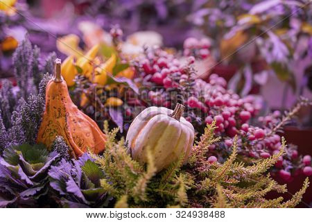 Two Diffrent Pumpkins On Dark Natural Background, Selective Focus. Thanksgiving And Halloween Concep