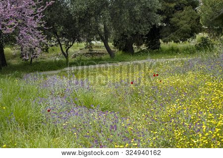 Spring Pink Blossom Of Judas Tree Cercis Siliquastrum And Meadows Full Of Colorful Wild Spring Flowe