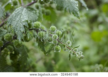 Urtica Pilulifera Or Roman Nettle Green Plant Flowering With Small Balls In Spring Season