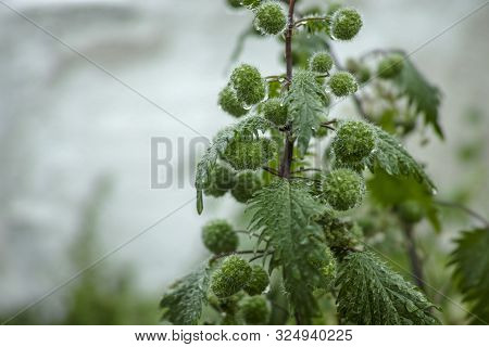 Urtica Pilulifera Or Roman Nettle Green Plant Flowering With Small Balls In Spring Season