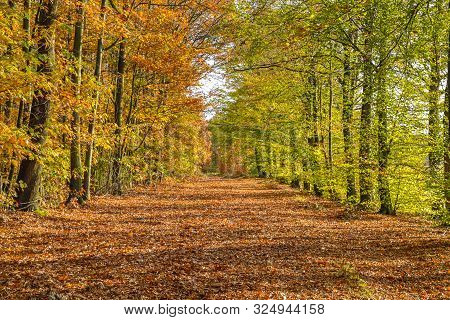 Autumn Lane With Beech Trees (fagus Sylvatica) In Bright Orange Yellow And Brown Colors