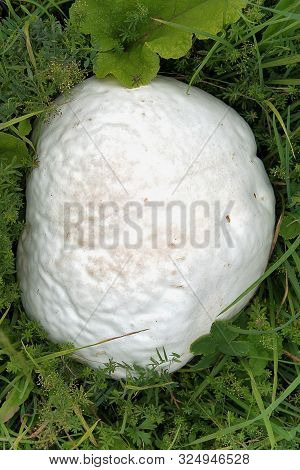 Langermannia Gigantea. Big White Mushroom Growing In Grass