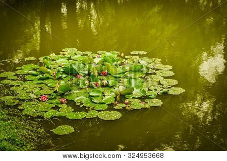 Aquatic Plants Concept. Many Big Leaves On Lake Or River Water Lilies