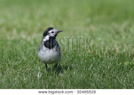 Wagtail in a field