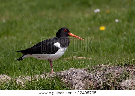 Oystercatcher in a field resting on one leg