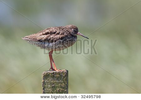 Sonrası kapalı gözlerle oturan redshank