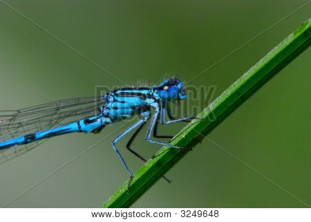 Blue Damselfly