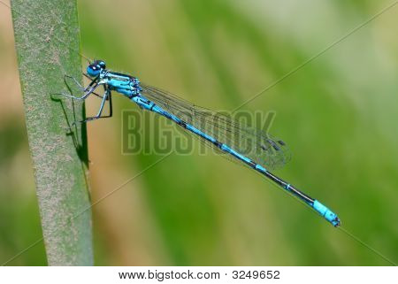 Blue Damselfly