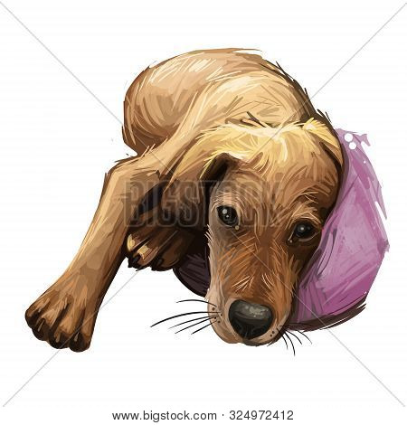 Segugio Italiano Italian Breed Of Dog Digital Art. Isolated Watercolor Pet Portrait Of Purebred Dome