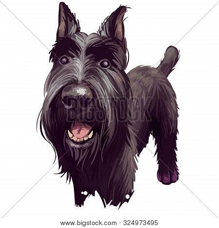 Standard Schnauzer Mittelschnauzer Purebred Domestic Animal From Germany Digital Art. German Doggy W