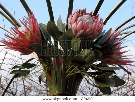 Interessante blomster