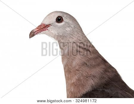 Pink pigeon, Nesoenas mayeri against white background