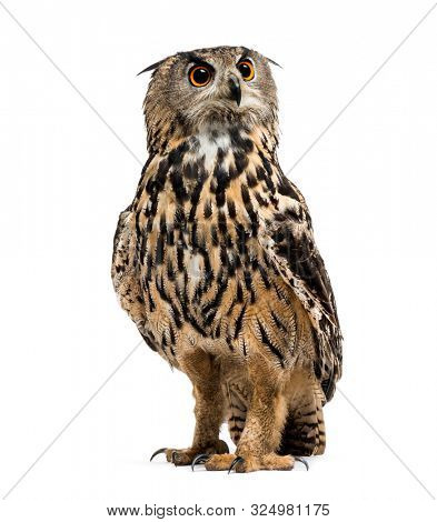 Eurasian eagle-owl, Bubo bubo, is a species of eagle-owl standing against white background
