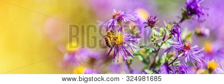 Honey bee pollinating purple aster flower in autumn fall garden nature background. Bees, flowers copy space panoramic banner.