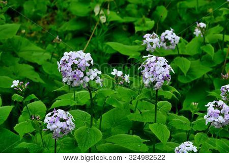 Beautiful Yellow Lunaria Flowers Closeup On Green Grass Background