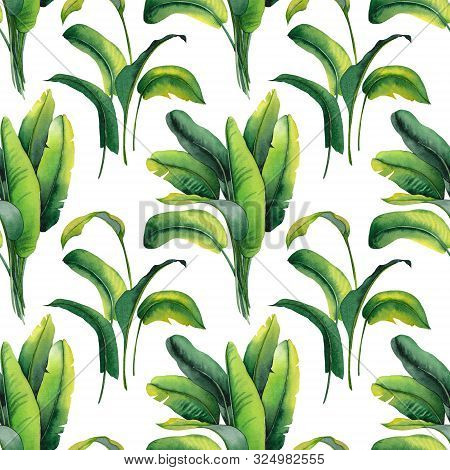 Seamless Pattern Tropical Banana Leaves. Watercolor On White Background.