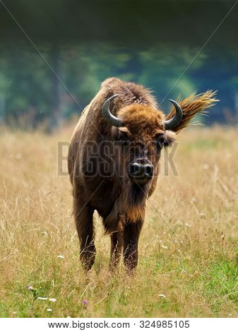 small herd of European bison (Bison bonasus), also known as Wisent or the European wood bison grazing