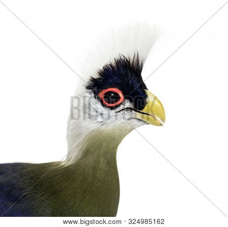 Close-up of a White-crested turaco, Tauraco leucolophus against white background