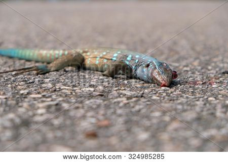 Cnemidophorus Murinus Dead Lizard On The Road Roadkill Close Up