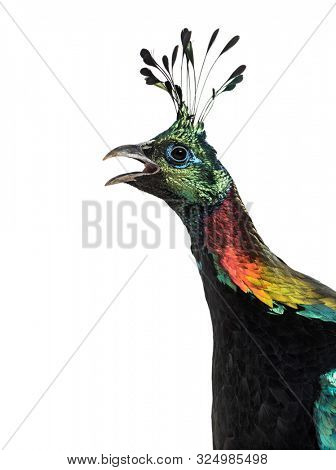 Himalayan monal, Lophophorus impejanus, also known as the Impeyan monal and Impeyan pheasant against white background