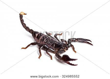 Scorpion, Pandinus dictator, in front of white background