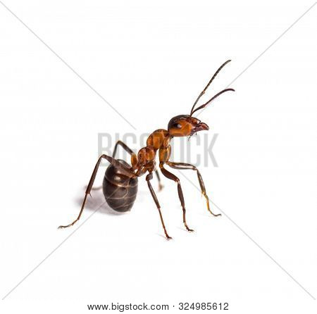 European red wood ant, Formica polyctena, against white background