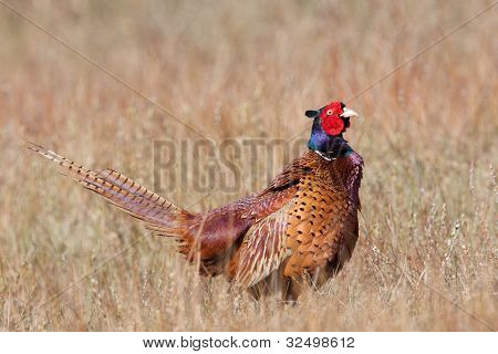 ไก่ฟ้าสีที่พบในเรื่องผ่อนคลาย