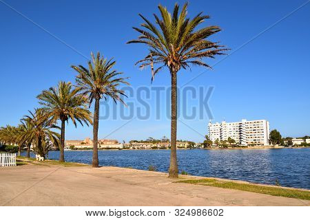 Palm Trees Growing Along The Lake Es Llac Gran In The City Of Alcudia In Mallorca, Spain