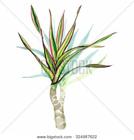 Dracaena Marginata Tricolor. Watercolor Background Illustration Set. Isolated Dracaena Illustration 