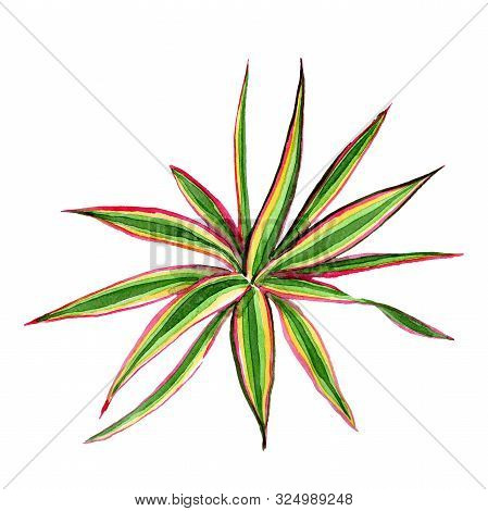 Dracaena Marginata Tricolor. Watercolor Background Illustration Set. Isolated Dracaena Illustration 