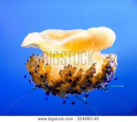 Close Up Of A Floating Jellyfish In Deep Blue Water