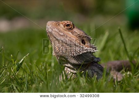 Bearded Dragon in grass