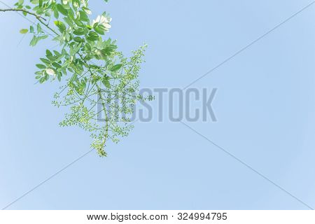 Blooming Sophora Japonica Flower On Tree Close-up Under Blue Sky In Vietnam