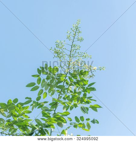 Blooming Sophora Japonica Flower On Tree Close-up Under Blue Sky In Vietnam
