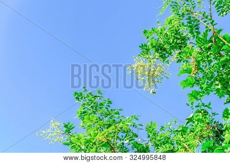 Sophora Japonica Flower Blooming On Tree Under Blue Sky In Vietnam