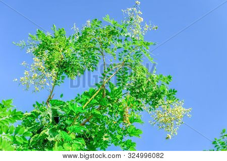 Sophora Japonica Flower Blooming On Tree Under Blue Sky In Vietnam